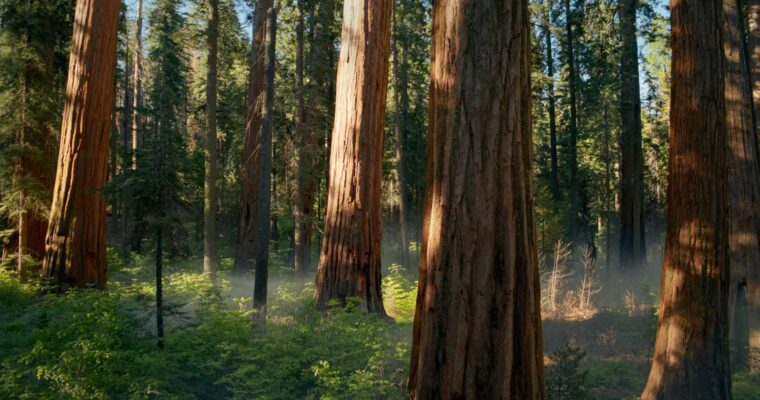 macOS Sequoia Beta 5 Tiene un Fondo de Pantalla de Bosque Oculto – Título SEO: Descubre el Fondo de Pantalla Secreto del macOS Sequoia Beta 5